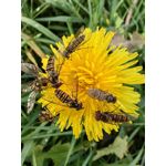 Zdjęcia użytkowników Huawei Mate 50 Pro
