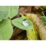 Zdjęcia użytkowników Huawei Mate 50 Pro