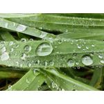 Zdjęcia użytkowników Huawei Mate 50 Pro