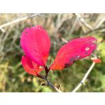 Zdjęcia użytkowników Huawei Mate 50 Pro