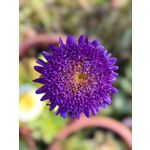 Zdjęcia użytkowników Huawei Mate 50 Pro