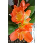 Zdjęcia użytkowników Huawei Mate 8