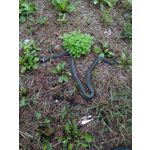 Zdjęcia użytkowników Huawei Mate 9