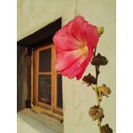 Zdjęcia użytkowników Huawei Mate S