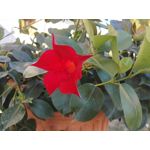 Zdjęcia użytkowników Huawei Mate S