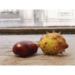 Zdjęcia użytkowników Huawei Mate S