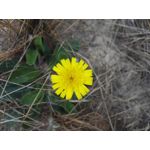 Zdjęcia użytkowników Huawei Mate S