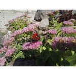 Zdjęcia użytkowników Huawei Mate S