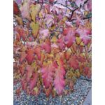 Zdjęcia użytkowników Huawei Mate S