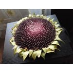 Zdjęcia użytkowników Huawei Mate S