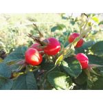 Zdjęcia użytkowników Huawei Mate S