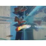 Zdjęcia użytkowników Huawei Mate S