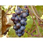 Zdjęcia użytkowników Huawei Mate S