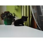 Zdjęcia użytkowników Huawei Mate S