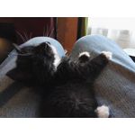 Zdjęcia użytkowników Huawei Mate S