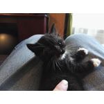 Zdjęcia użytkowników Huawei Mate S