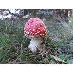 Zdjęcia użytkowników Huawei Mate S