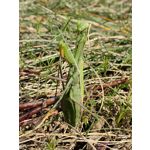 Zdjęcia użytkowników Huawei Mate Xs 2 Zdjęcia użytkowników Huawei Mate Xs 2