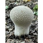 Zdjęcia użytkowników Huawei Mate Xs 2 Zdjęcia użytkowników Huawei Mate Xs 2