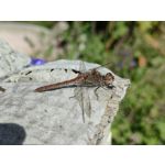 Zdjęcia użytkowników Huawei Mate Xs 2 Zdjęcia użytkowników Huawei Mate Xs 2