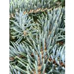 Zdjęcia użytkowników Huawei Mate Xs 2 Zdjęcia użytkowników Huawei Mate Xs 2