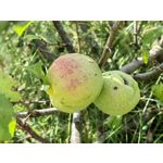 Zdjęcia użytkowników Huawei Mate Xs 2 Zdjęcia użytkowników Huawei Mate Xs 2