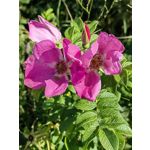 Zdjęcia użytkowników Huawei Mate Xs 2 Zdjęcia użytkowników Huawei Mate Xs 2