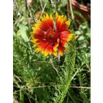 Zdjęcia użytkowników Huawei Mate Xs 2 Zdjęcia użytkowników Huawei Mate Xs 2