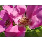 Zdjęcia użytkowników Huawei Mate Xs 2 Zdjęcia użytkowników Huawei Mate Xs 2