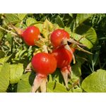 Zdjęcia użytkowników Huawei Mate Xs 2 Zdjęcia użytkowników Huawei Mate Xs 2