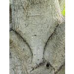 Zdjęcia użytkowników Huawei Mate Xs 2 Zdjęcia użytkowników Huawei Mate Xs 2