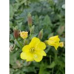 Zdjęcia użytkowników Huawei Mate Xs 2 Zdjęcia użytkowników Huawei Mate Xs 2