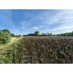 Zdjęcia użytkowników Huawei Mate Xs 2 Zdjęcia użytkowników Huawei Mate Xs 2