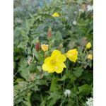 Zdjęcia użytkowników Huawei Mate Xs 2 Zdjęcia użytkowników Huawei Mate Xs 2