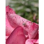 Zdjęcia użytkowników Huawei Mate Xs 2 Zdjęcia użytkowników Huawei Mate Xs 2