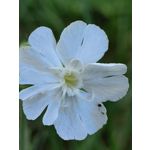 Zdjęcia użytkowników Huawei Mate Xs 2 Zdjęcia użytkowników Huawei Mate Xs 2