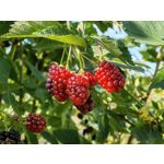 Zdjęcia użytkowników Huawei Mate Xs 2 Zdjęcia użytkowników Huawei Mate Xs 2