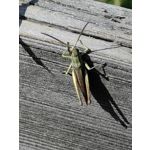 Zdjęcia użytkowników Huawei Mate Xs 2 Zdjęcia użytkowników Huawei Mate Xs 2