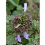 Zdjęcia użytkowników Huawei Mate Xs 2 Zdjęcia użytkowników Huawei Mate Xs 2