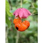 Zdjęcia użytkowników Huawei Mate Xs 2 Zdjęcia użytkowników Huawei Mate Xs 2