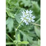 Zdjęcia użytkowników Huawei Mate Xs 2 Zdjęcia użytkowników Huawei Mate Xs 2