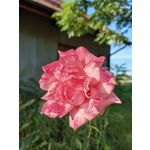 Zdjęcia użytkowników Huawei Mate Xs 2 Zdjęcia użytkowników Huawei Mate Xs 2