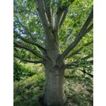 Zdjęcia użytkowników Huawei Mate Xs 2 Zdjęcia użytkowników Huawei Mate Xs 2