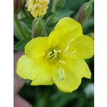 Zdjęcia użytkowników Huawei Mate Xs 2 Zdjęcia użytkowników Huawei Mate Xs 2