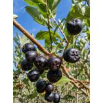 Zdjęcia użytkowników Huawei Mate Xs 2 Zdjęcia użytkowników Huawei Mate Xs 2