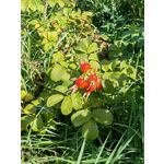 Zdjęcia użytkowników Huawei Mate Xs 2 Zdjęcia użytkowników Huawei Mate Xs 2