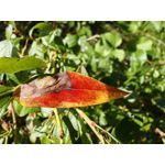 Zdjęcia użytkowników Huawei Mate Xs 2 Zdjęcia użytkowników Huawei Mate Xs 2