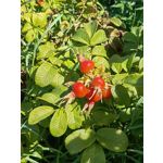 Zdjęcia użytkowników Huawei Mate Xs 2 Zdjęcia użytkowników Huawei Mate Xs 2