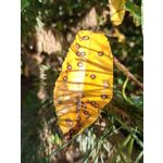 Zdjęcia użytkowników Huawei Mate Xs 2 Zdjęcia użytkowników Huawei Mate Xs 2