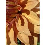 Zdjęcia użytkowników Huawei Mate Xs 2 Zdjęcia użytkowników Huawei Mate Xs 2